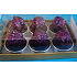 Admit Candy Box Metal Purple Violet Ball 6pcs
