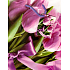 Nekupto Gift paper bag 23 x 18 x 10 cm Tulips with ribbon 1 piece 818 30 BM