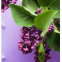 Village Candle Wild Lilac scented candle in glass 2 wicks 262 g