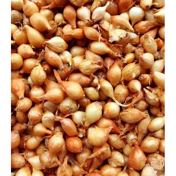 Stuttgart, onion planter 25 kg