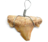 Shark tooth pendant 1 piece