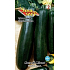 Seva-Seed Gourd zucchini Nero di Milano green 1.5 g