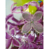 Nekupto Gift paper bag with glitter 23 x 18 x 10 cm Orchid 1 piece 50030