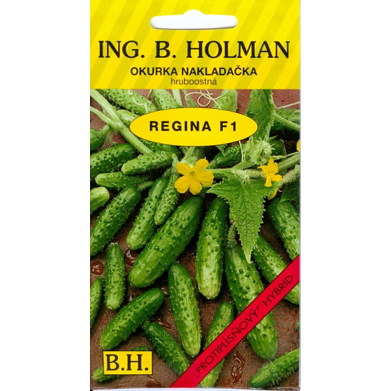 Holman F1 Regina cucumbers sown 1,1 g