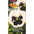 Seva Seed Pansy Schweizer Riesen white with eye 0.2 g