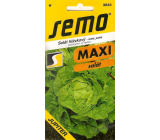 Semo Lettuce Summer, Field Jupiter 0.4 g