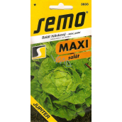 Semo Lettuce Summer, Field Jupiter 0.4 g