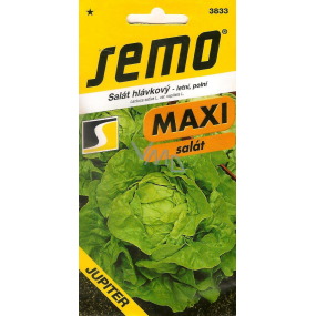 Semo Lettuce Summer, Field Jupiter 0.4 g