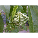 Agro Curl Stop treatment for peaches 2 × 10 g