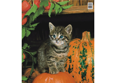 Press Plastic bag 45 x 50 cm Cat and pumpkin 1 piece