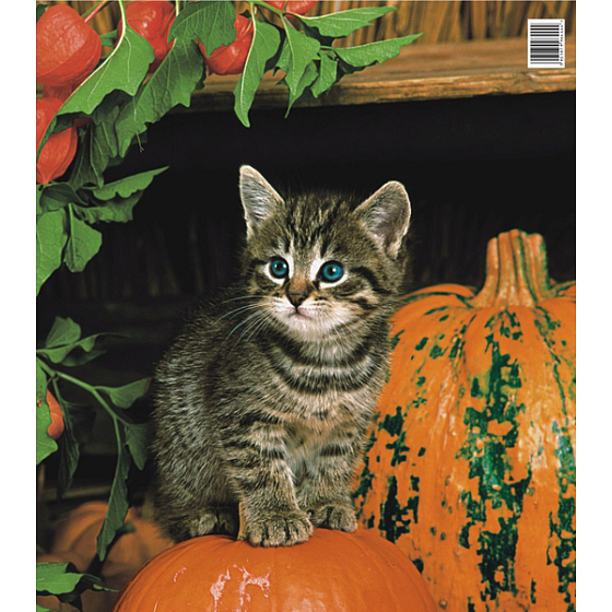Press Plastic Bag 45 x 50 cm Kitten and Pumpkin 1 piece